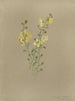Album akvarell av Deborah Griscom Passmore Pl42 - Deborah Griscom Passmore — vy av konstverket