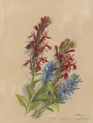 Deborah Griscom Passmore - Deborah Griscom Passmore watercolor album Pl45.webp