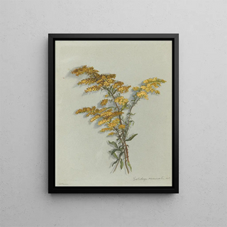 Deborah Griscom Passmore - Deborah Griscom Passmore watercolor album Pl46.webp