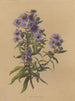 Album akvarell av Deborah Griscom Passmore Pl49 - Deborah Griscom Passmore — vy av konstverket