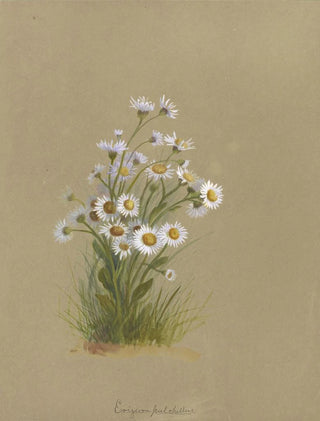 Deborah Griscom Passmore - Deborah Griscom Passmore watercolor album Pl50.webp