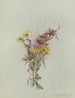 Album akvarell av Deborah Griscom Passmore Pl54 - Deborah Griscom Passmore — vy av konstverket