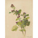 Album d'aquarelles de Deborah Griscom Passmore Pl55 - Deborah Griscom Passmore — vy av konstverket