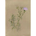Album d'aquarelles de Deborah Griscom Passmore Pl57 - Deborah Griscom Passmore — vy av konstverket