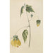 Album d'aquarelles de Deborah Griscom Passmore Pl65 - Deborah Griscom Passmore — vy av konstverket