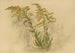 Album d'aquarelles de Pl73 - Deborah Griscom Passmore — vy av konstverket
