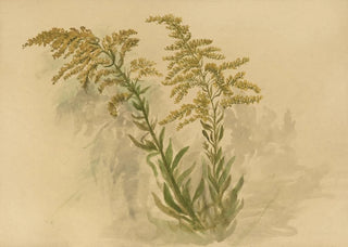 Deborah Griscom Passmore - Deborah Griscom Passmore watercolor album Pl73.webp