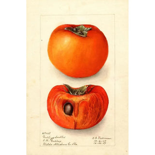 Deborah Griscom Passmore - Diospyros Godbeys Seedless.webp