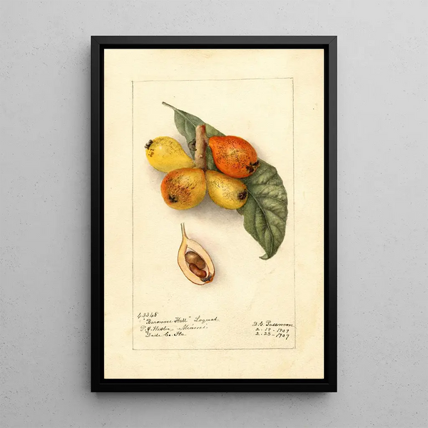 Reproduktion av målningen Eriobotrya japonica Baronne Hall - Deborah Griscom Passmore