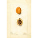 Eriobotrya japonica Premier - Deborah Griscom Passmore — vy av konstverket