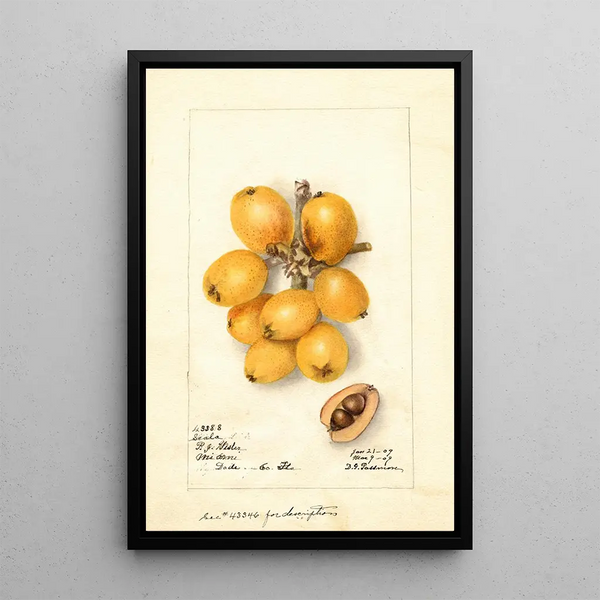 Reproduktion av målningen Eriobotrya japonica Scala - Deborah Griscom Passmore