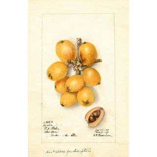 Deborah Griscom Passmore - Eriobotrya japonica Scala.webp