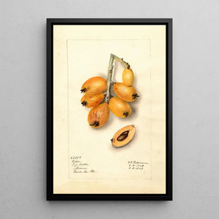 Deborah Griscom Passmore - Eriobotrya japonica Victor.webp