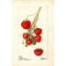 Fragaria Climan - Deborah Griscom Passmore — vy av konstverket