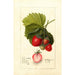 Fragaria Dayton - Deborah Griscom Passmore — vy av konstverket