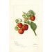 Fragaria Lehigh - Deborah Griscom Passmore — vy av konstverket