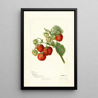 Deborah Griscom Passmore - Fragaria Lehigh.webp