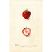 Fragaria Nick Ohmer - Deborah Griscom Passmore — vy av konstverket