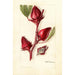 Hibiscus sabdariffa Victor - Deborah Griscom Passmore — vy av konstverket