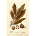 Macadamia ternifolia - Deborah Griscom Passmore — vy av konstverket