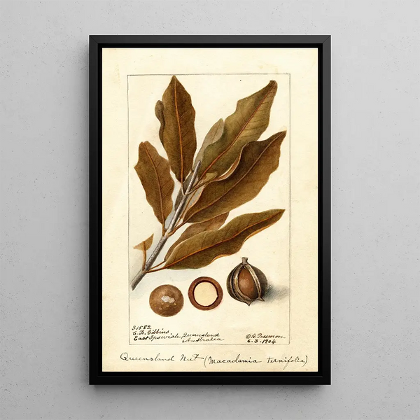 Macadamia ternifolia - Deborah Griscom Passmore — inramlat konstverk på väggen