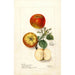 Malus domestica - Deborah Griscom Passmore — vy av konstverket