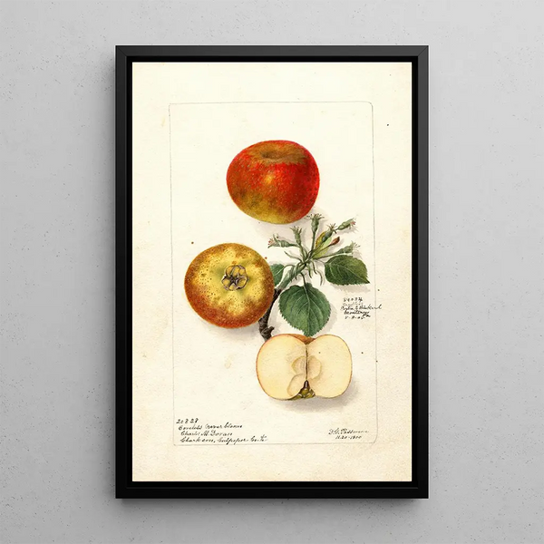 Malus domestica - Deborah Griscom Passmore — inramlat konstverk på väggen