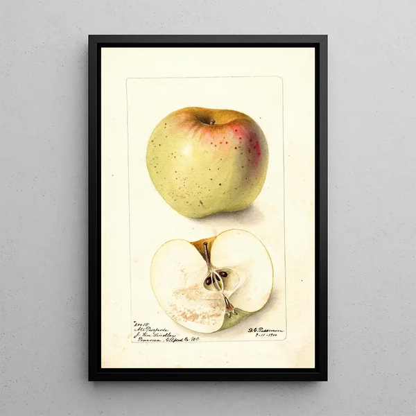 Reproduktion av målningen Malus domestica All Purpose - Deborah Griscom Passmore