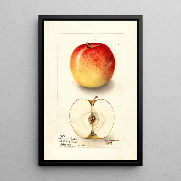 Reproduktion av målningen Malus domestica Allington Pippin - Deborah Griscom Passmore