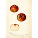 Reproduktion av målningen Malus domestica Bloomless - Deborah Griscom Passmore