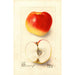 Malus domestica Ewalt - Deborah Griscom Passmore — vy av konstverket