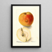 Reproduktion av målningen Malus domestica Floyd - Deborah Griscom Passmore