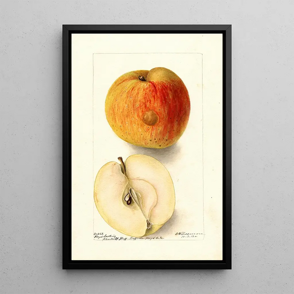 Reproduktion av målningen Malus domestica Floyd - Deborah Griscom Passmore