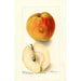 Reproduktion av målningen Malus domestica Floyd - Deborah Griscom Passmore
