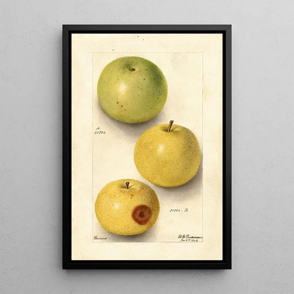 Malus domestica Grimes - Deborah Griscom Passmore — inramlat konstverk på väggen