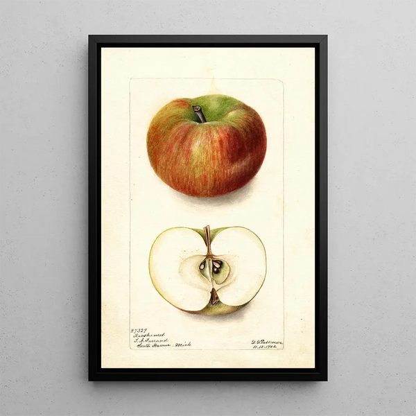 Reproduktion av målningen Malus domestica Keeskemet - Deborah Griscom Passmore