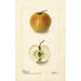 Malus domestica Lewelling Crab - Deborah Griscom Passmore — vy av konstverket