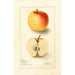 Malus domestica Long Stem Sweet - Deborah Griscom Passmore — vy av konstverket