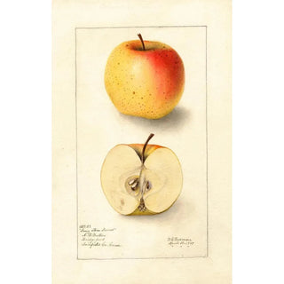 Deborah Griscom Passmore - Malus domestica Long Stem Sweet.webp