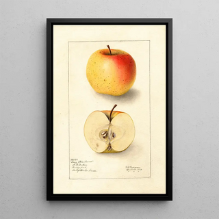 Deborah Griscom Passmore - Malus domestica Long Stem Sweet.webp