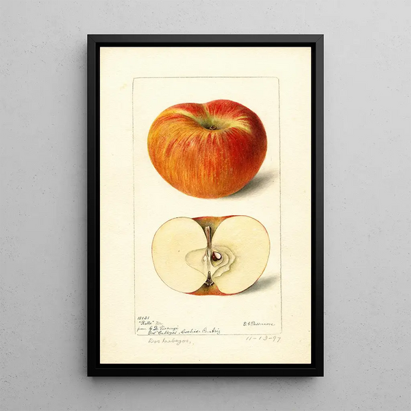 Reproduktion av målningen Malus domestica Ralls - Deborah Griscom Passmore