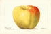 Malus domestica Reinette Gris - Deborah Griscom Passmore — vy av konstverket