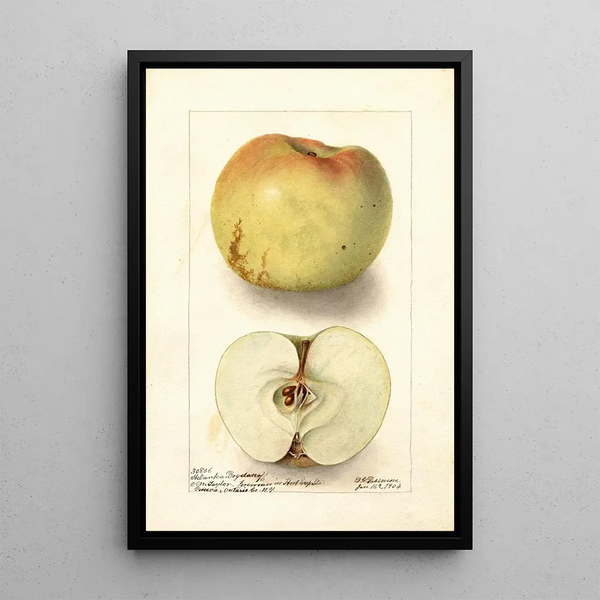 Reproduktion av målningen Malus domestica Sklanka Bogdanoff - Deborah Griscom Passmore