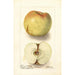 Reproduktion av målningen Malus domestica Sklanka Bogdanoff - Deborah Griscom Passmore