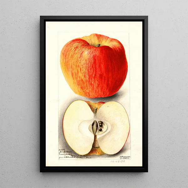 Reproduktion av målningen Malus domestica Spokane - Deborah Griscom Passmore