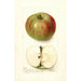Malus domestica Summer Rambo - Deborah Griscom Passmore — vy av konstverket