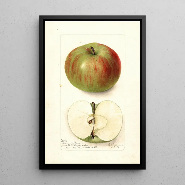 Malus domestica Summer Rambo - Deborah Griscom Passmore — inramlat konstverk på väggen