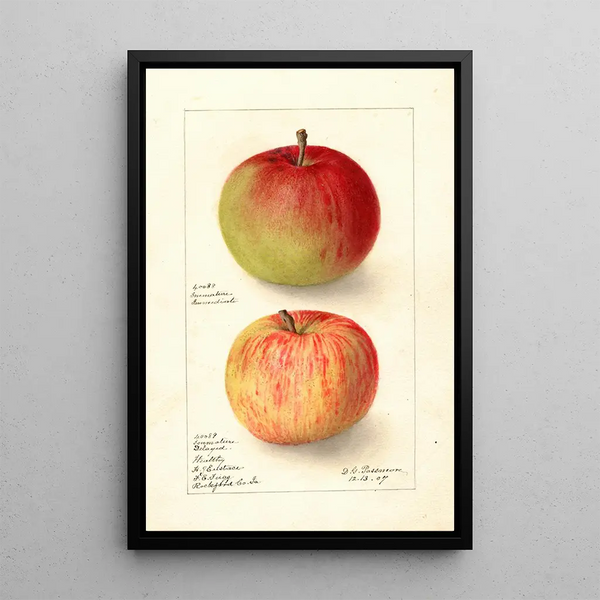 Reproduktion av målningen Malus domestica Wealthy - Deborah Griscom Passmore