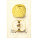 Malus domestica White Pippin - Deborah Griscom Passmore — vy av konstverket