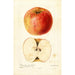 Reproduktion av målningen Malus domestica Wine - Deborah Griscom Passmore